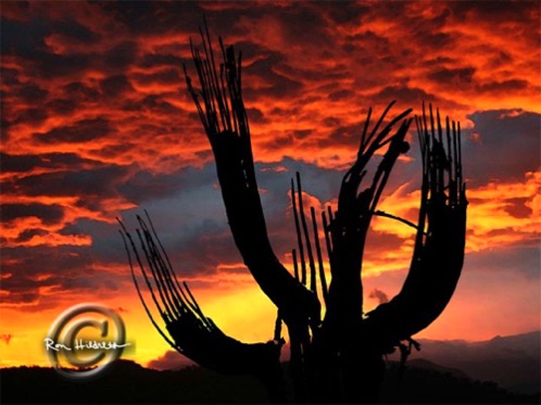 web Arizona Sunset